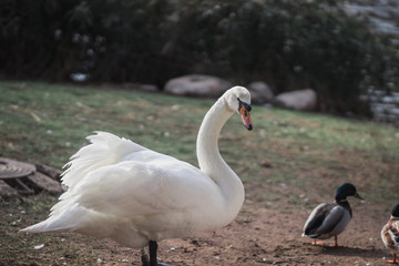 Obraz premium A swan stands on the grass in a zoo in Jerusalem, Israel