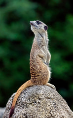 Meerkat on the stone. Latin name - Suricata suricatta	