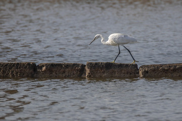Garzetta nelle Saline di Trapani in Sicilia