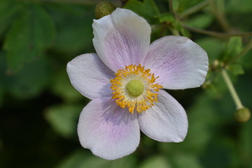 close up of a pink flower