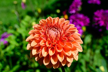 Close up of one beautiful large vivid orange dahlia flower in full bloom on blurred green background, photographed with soft focus in a garden in a sunny summer day.