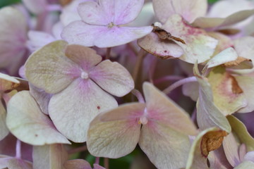 purple flowers in the botanical garden
