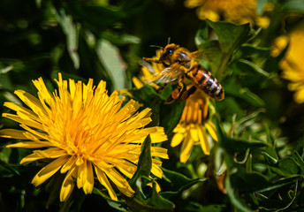 Pszczoła nad kwiatem