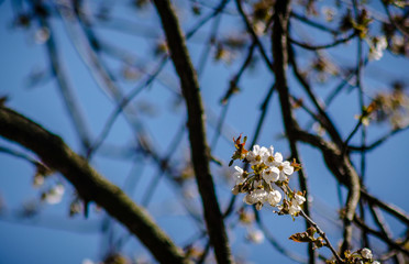 spring in the forest