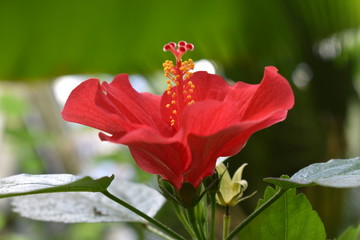 red hibiscus in the botanical garden