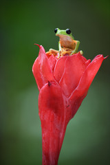 Orange-sided Gliding Leaf frog on red flower