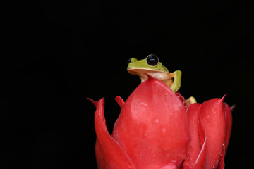 Orange-sided Gliding Leaf frog on red flower black background