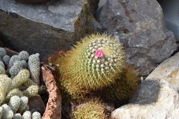 cactus in the garden