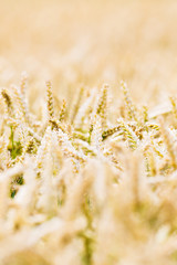 Wheat fields in Hår, Jylland, Denmark.