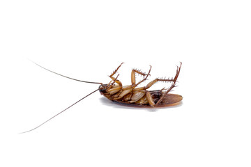 Cockroaches are carriers of the disease