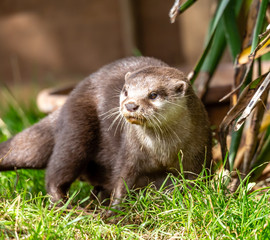 otter on the grass