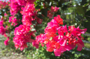 red bougainvillea flowers