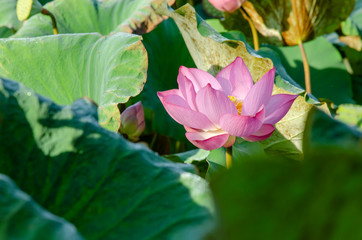 Pink lotus flower in the garden concept background.