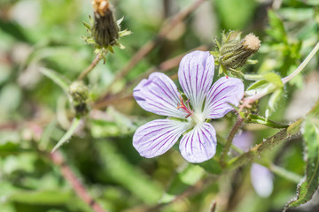 native species of Single Flower Cranesbill