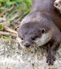 close up of a otter