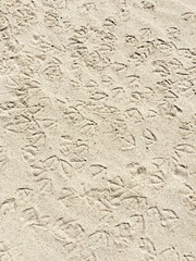 seagull prints on a sandy beach