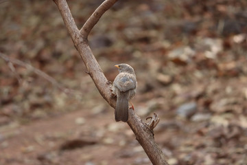 Sparrow Photography from close up