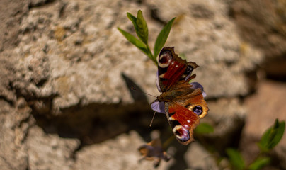 butterfly on leaf