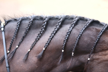 Braided horse mane. Bay colored horse with black mane with braids