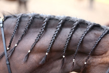 Braiding provides an aesthetically appealing look for a dressage horse
