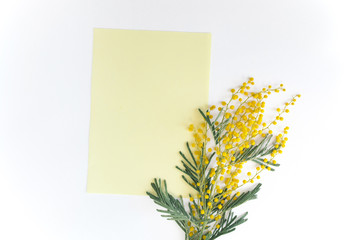 Yellow paper mock up, fresh branch of mimosa on white background. Top view, flat lay. Spring concept.