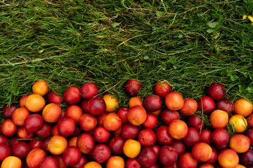 Close up of red cherry-plum
