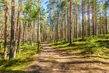 Picturesque pine forest. Vyaryamyanselkya ridge - environmental route in Leningradskaya oblast, Russia