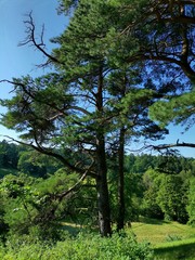 An old pine tree spread its bare branches like tentacles, looking for support on the steep slope of a green hill, and below there are summer meadows in the sunlight and green forest under a blue sky.