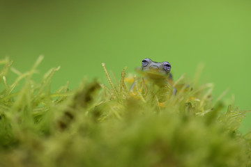 Ghost Glass Frog in moss