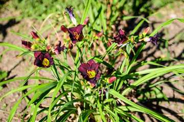 Many delicate dark red day lily flowers in full bloom on a water surface in a summer garden, beautiful outdoor floral background photographed with soft focus.