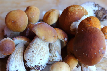 fine porcini mushrooms collected in the Leningrad region