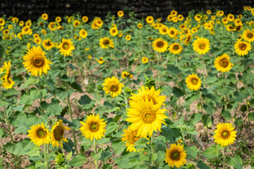 Fototapeta premium sunflowers farm with yellow flowers