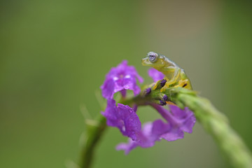 Ghost Glass Frog on purple flower