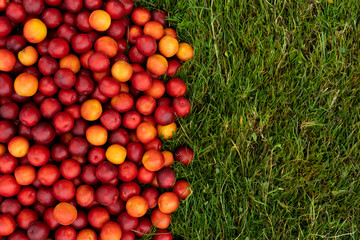 Autumn harvest of red cherry plum on a green grass