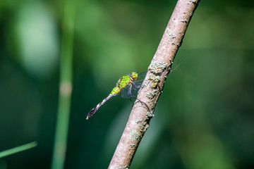 A green dragonfly on a dead tree branch with room around the insect to write text. Background is blurred.