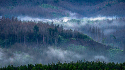 Fototapeta premium Dystopia
