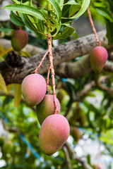 Close-up of mango fruits on mango tree in Tainan, Taiwan. 