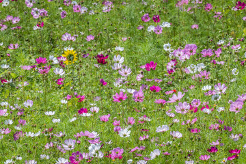 Obraz na płótnie Canvas colorful cosmos flowers farm