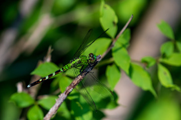 A green darner dragonfly on a branch with green leaves shown closeup so you can see the tiny details in it's body. 