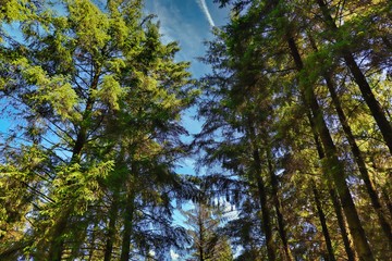trees and sky