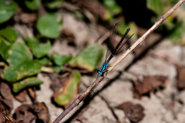 A blue dragonfly on a twig over some new and old leaves on the ground. It displays the details in it's body from above. The wings are straight back instead of being extended. 