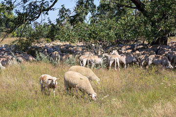 Obraz na płótnie Canvas Along the Elbe cycle path through Saxony-Anhalt. Flocks of sheep keep the grass short.