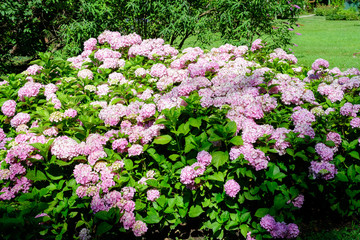 Large vivid magenta pink hydrangea macrophylla or hortensia shrub in full bloom in a flower pot, with fresh green leaves in the background, in a garden in a sunny summer day.