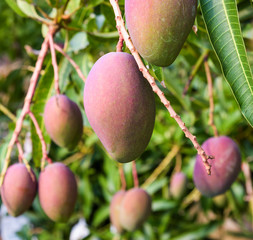 a lot of mango fruits on the mango tree in the orchard of Taiwan.