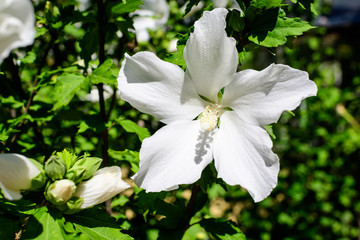 One white flower of hibiscus syriacus plant, commonly known as Korean rose, rose of Sharon, Syrian ketmia, shrub althea or rose mallow, in a garden in a sunny summer day .