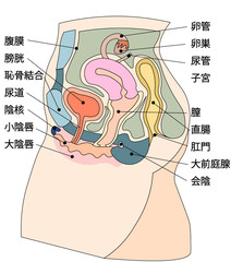 Obraz premium 女性生殖器イラスト3日本語説明付き