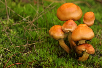 	
The common fungus in the moss.	