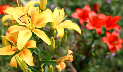 Fototapeta premium The flower of a yellow lily growing in a summer garden.