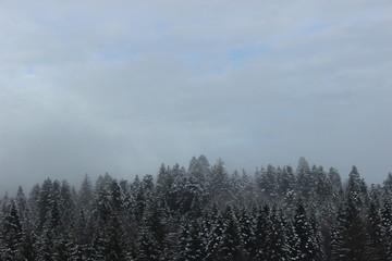 winter snow tree and fog forrest