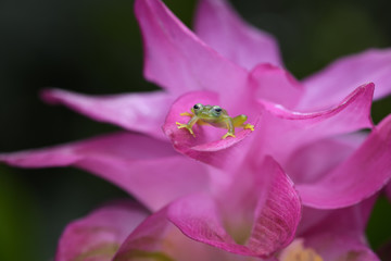 Spiny Glass Frog on purple flower